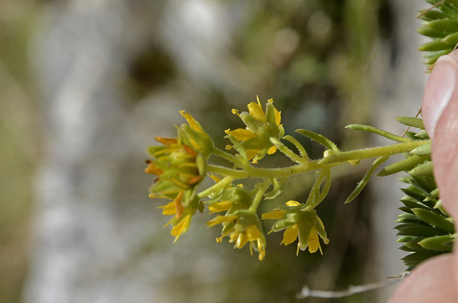 Saxifraga aizoides / Sassifraga autunnale